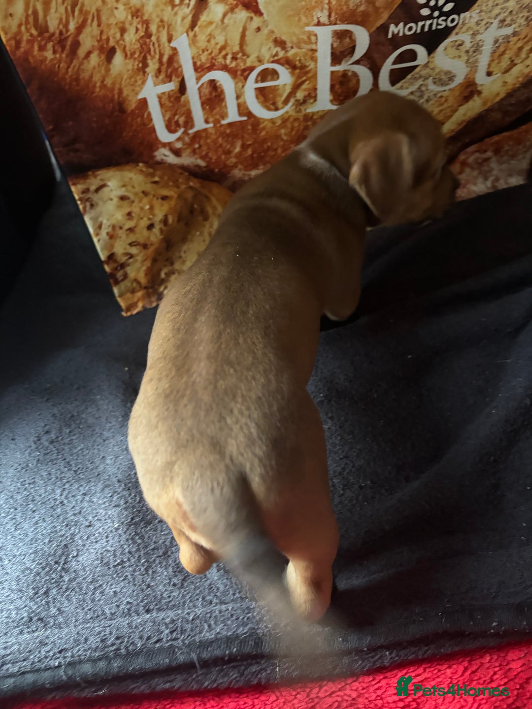 Mixed Breed dogs for sale: Puppies  - Image 13