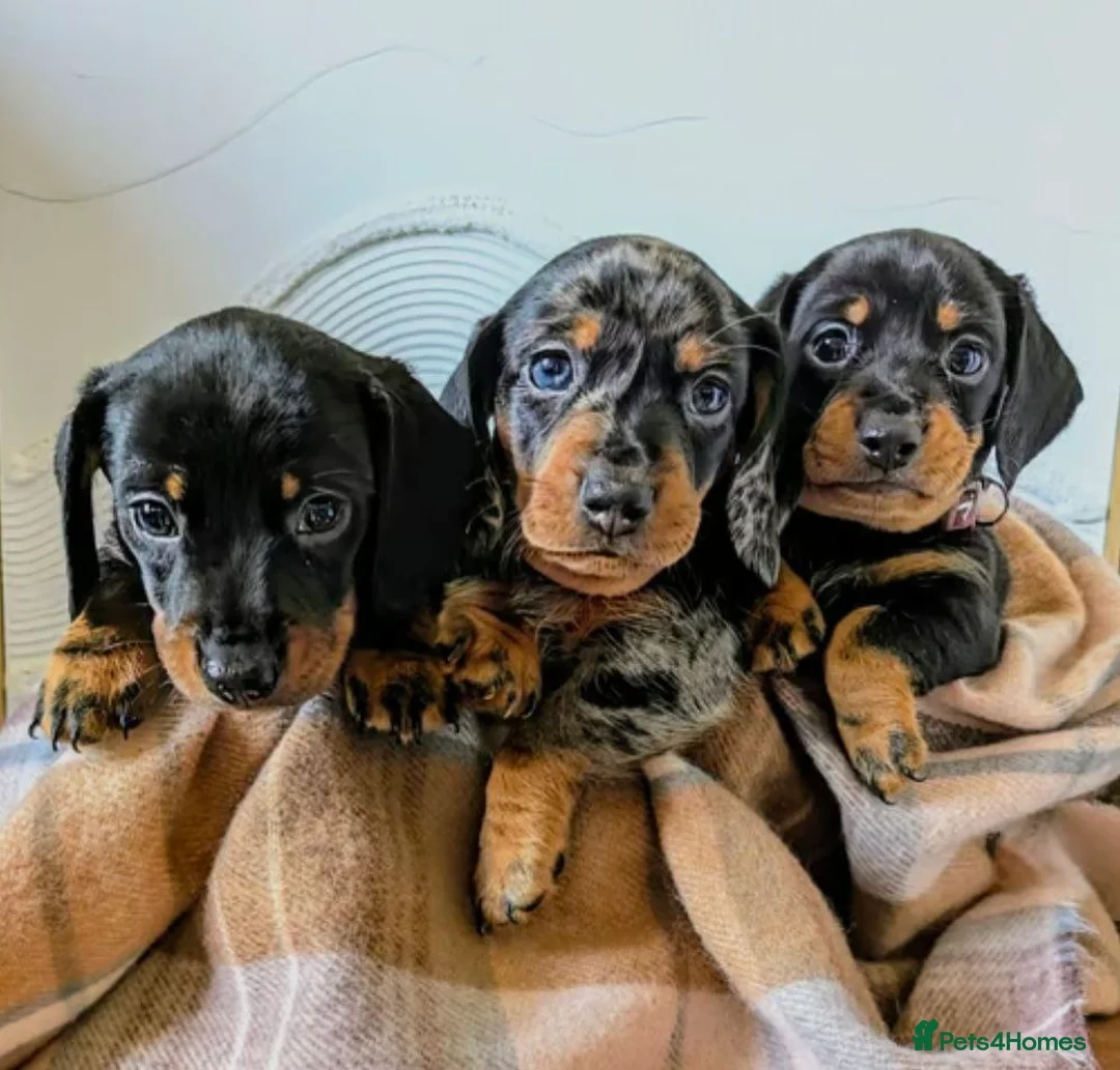 Miniature Dachshund dogs for sale: Miniature Dachshund Puppies in Chesterfield - Advert 1
