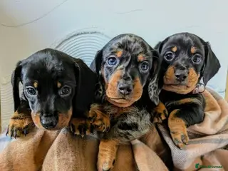 Miniature Dachshund dogs Miniature Dachshund Puppies in Durham - Advert 1