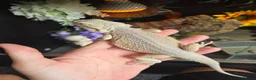 Bearded Dragon reptiles for sale: Whitblit for sale  - Advert 2