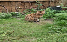 Bengal cats for sale: 😺 Rehoming TICA Bengal Cats Ready for New Home 🏡 - Image 3