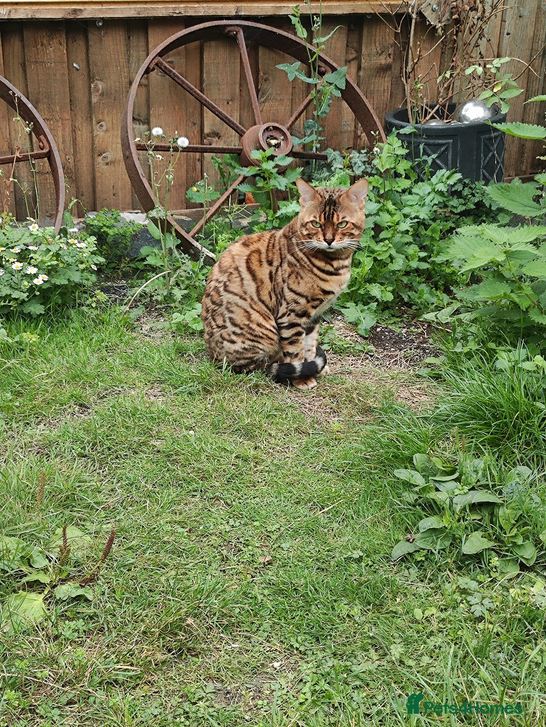 Bengal cats for sale: 😺 Rehoming TICA Bengal Cats Ready for New Home 🏡 - Image 3
