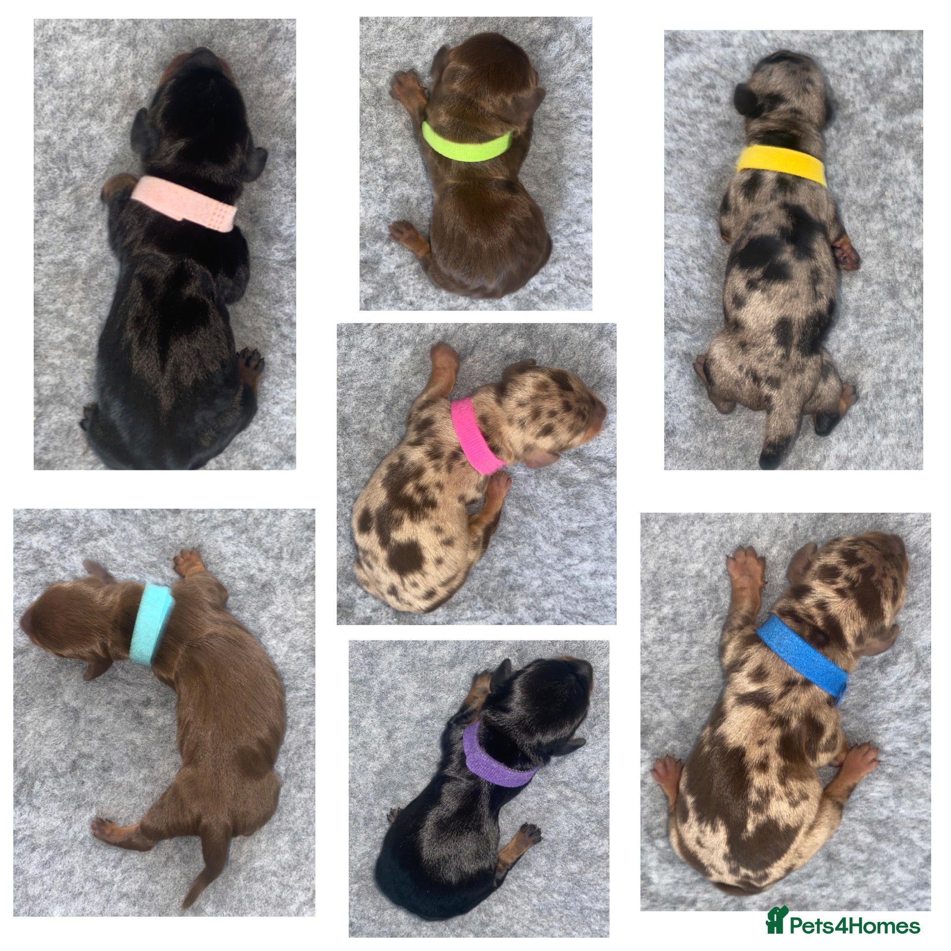 Miniature Dachshund dogs Miniature Dachshund Puppies - Advert 8