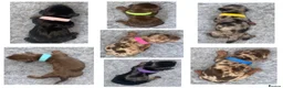 Miniature Dachshund dogs for sale: Miniature Dachshund Puppies - Advert 1