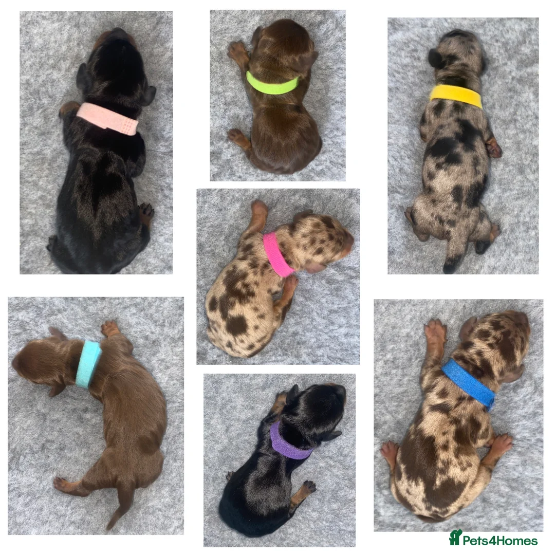 Miniature Dachshund dogs for sale: Miniature Dachshund Puppies - Advert 1