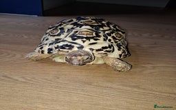 Tortoise reptiles for sale: Tortoise  - Image 5