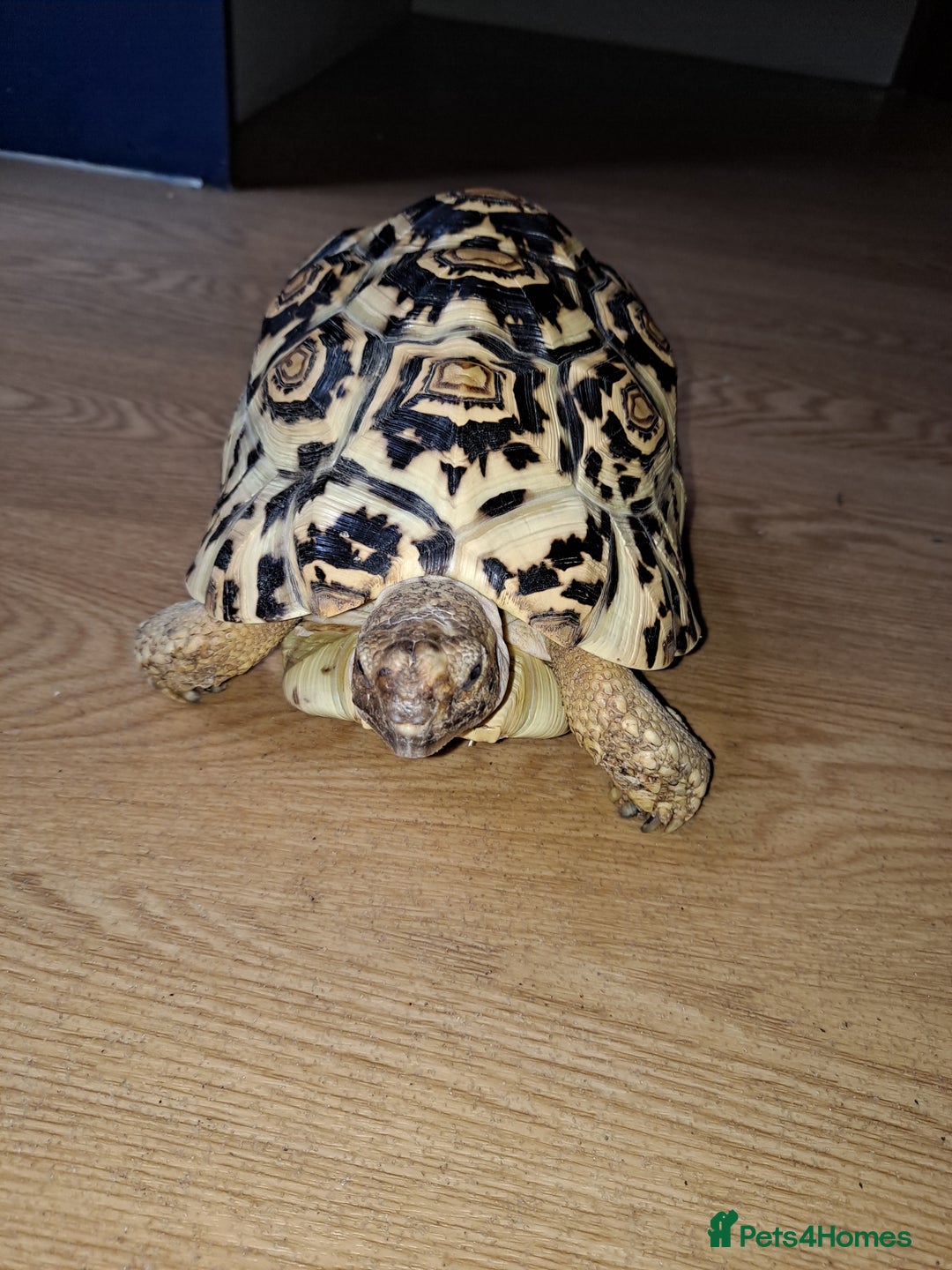 Tortoise reptiles for sale: Tortoise  - Image 5