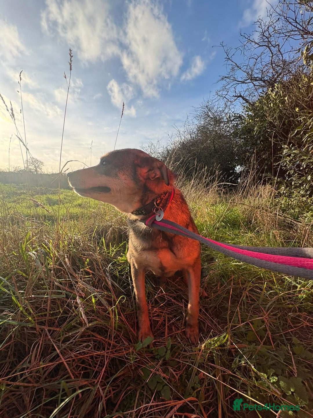 Mixed Breed dogs for adoption: Frannie - Norwich Norfolk  - Advert 6