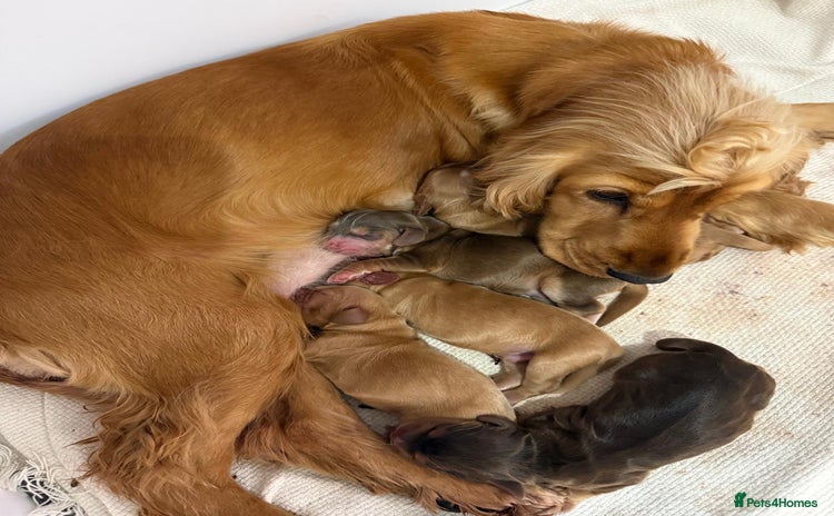 Cocker Spaniel dogs Exceptionally Beautiful Show Cockers  - Advert 3