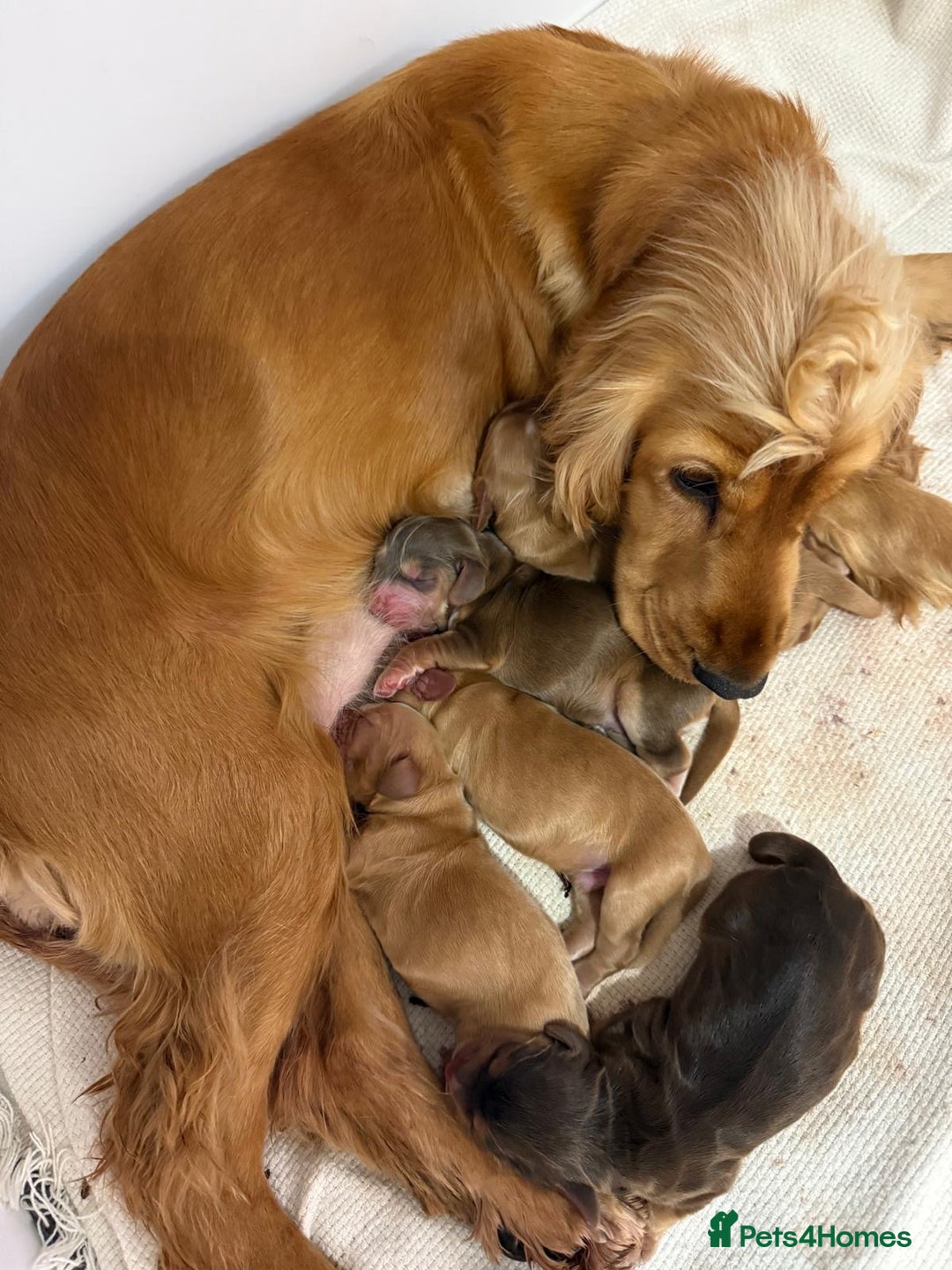 Cocker Spaniel dogs for sale: Exceptionally Beautiful Show Cockers  - Advert 1