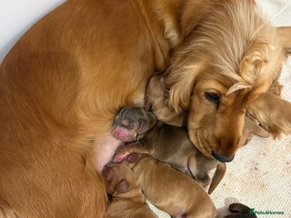 Cocker Spaniel dogs Exceptionally Beautiful Show Cockers - Advert 2