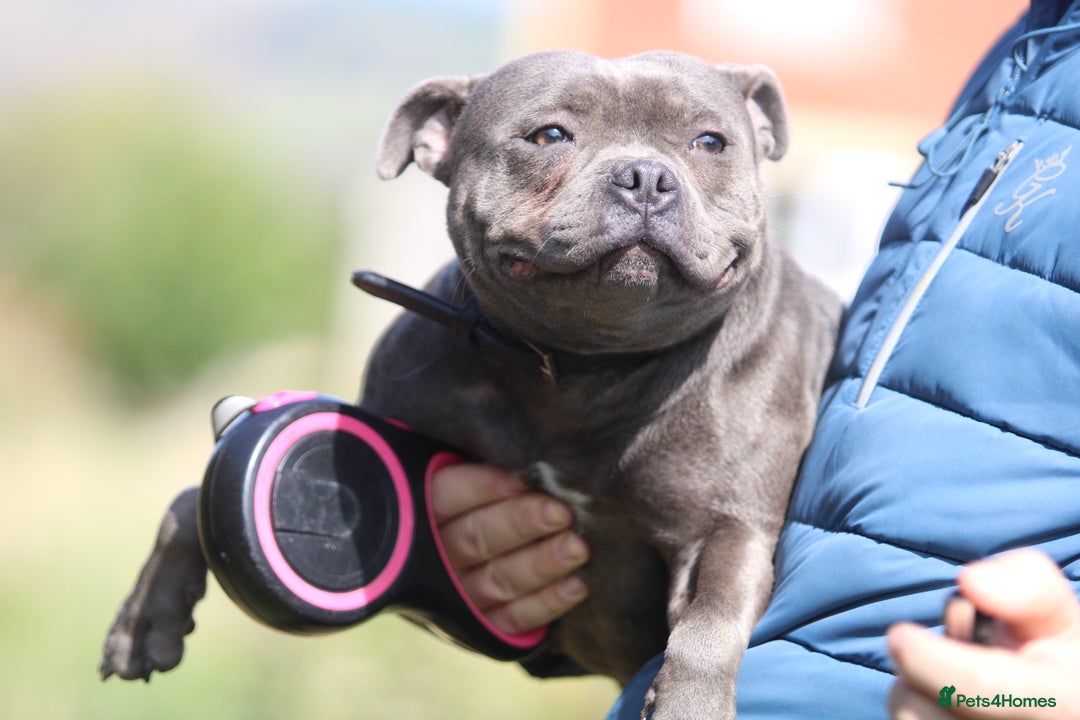 Staffordshire Bull Terrier dogs for sale: 4 Chunky blue pups - Image 16