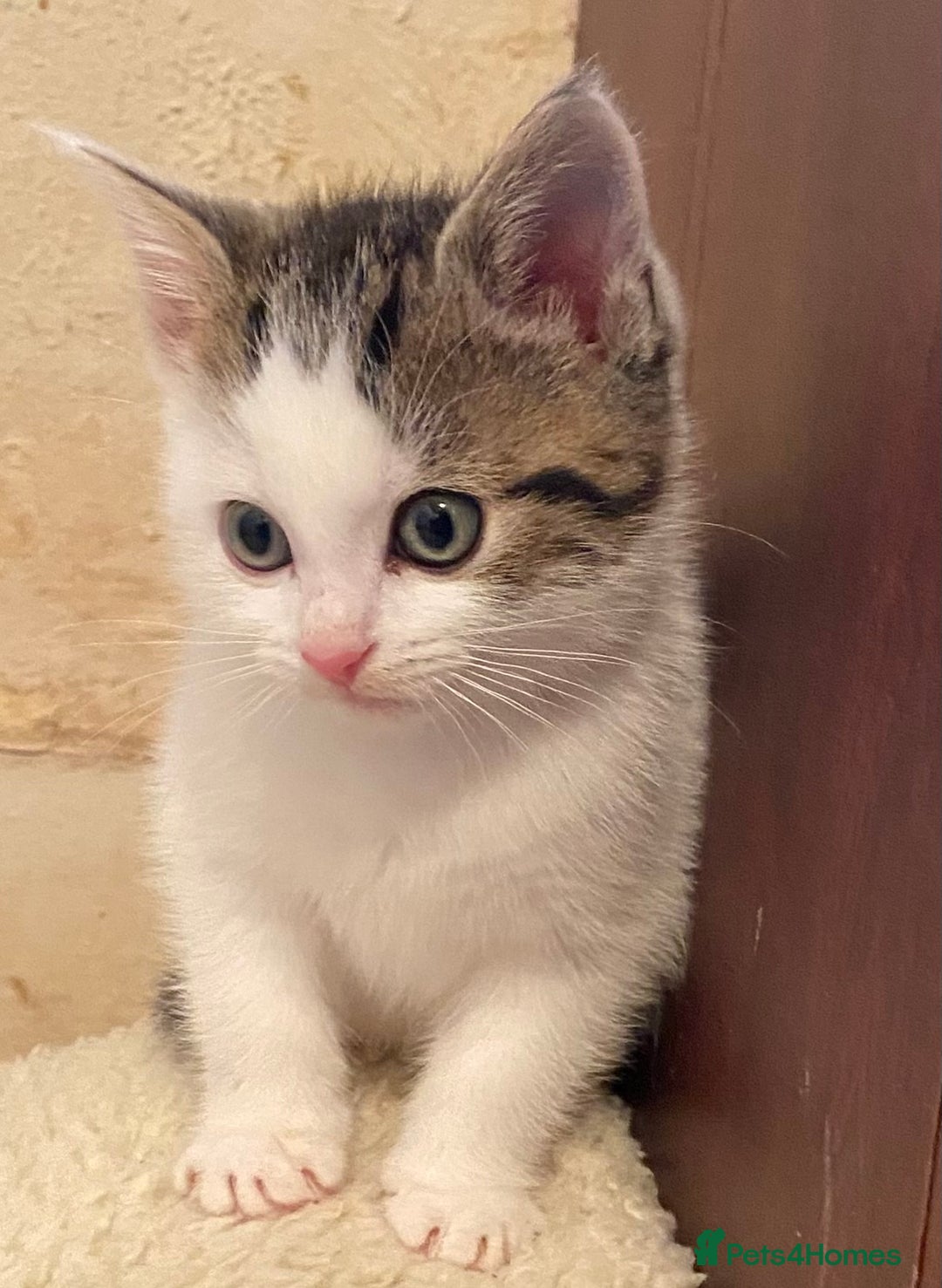 Mixed Breed cats for sale: Stunning part Siamese kittens ready now - Advert 1