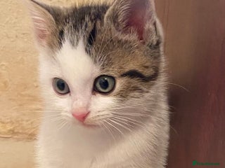 Mixed Breed cats Stunning part Siamese kittens ready now - Advert 1