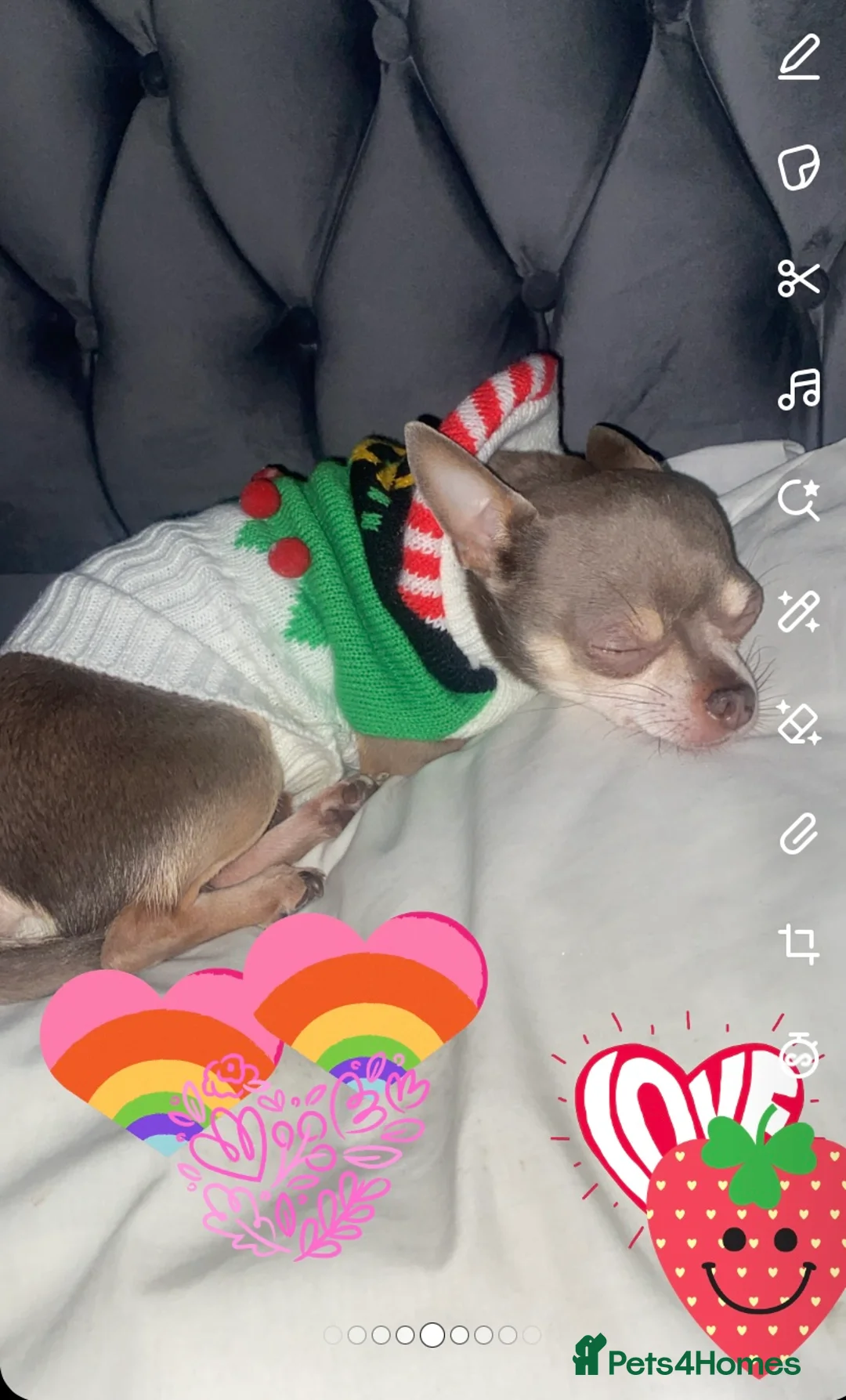 Chihuahua dogs for stud: Chihuahua  tiny male stud - Advert 2