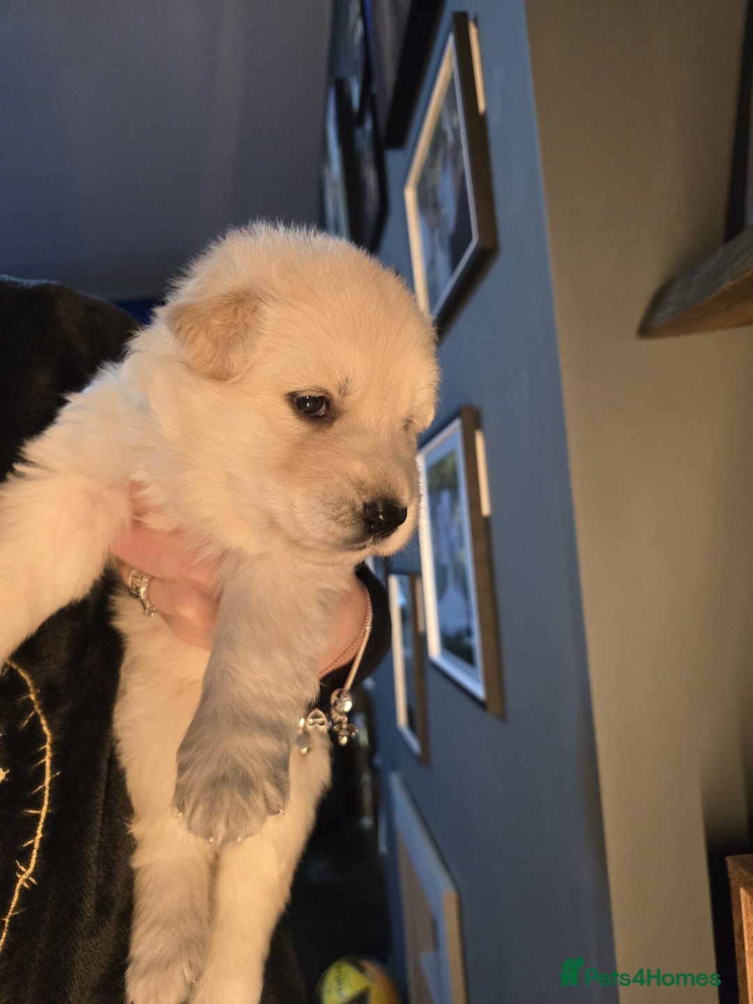 German Shepherd dogs for sale: READY TO LEAVE 3 LITTLE GSD GIRLS - Advert 24