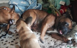 French Bulldog dogs for sale: French bulldog puppy  - Image 4