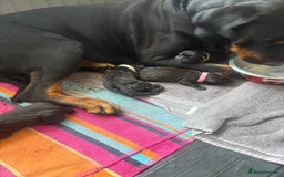 Mixed Breed dogs for sale: 3 beautiful boys for sale  - Image 9