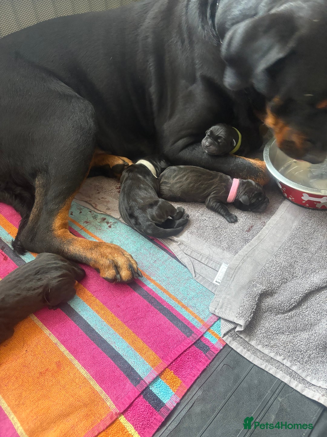 Mixed Breed dogs for sale: 3 beautiful boys for sale  - Image 9