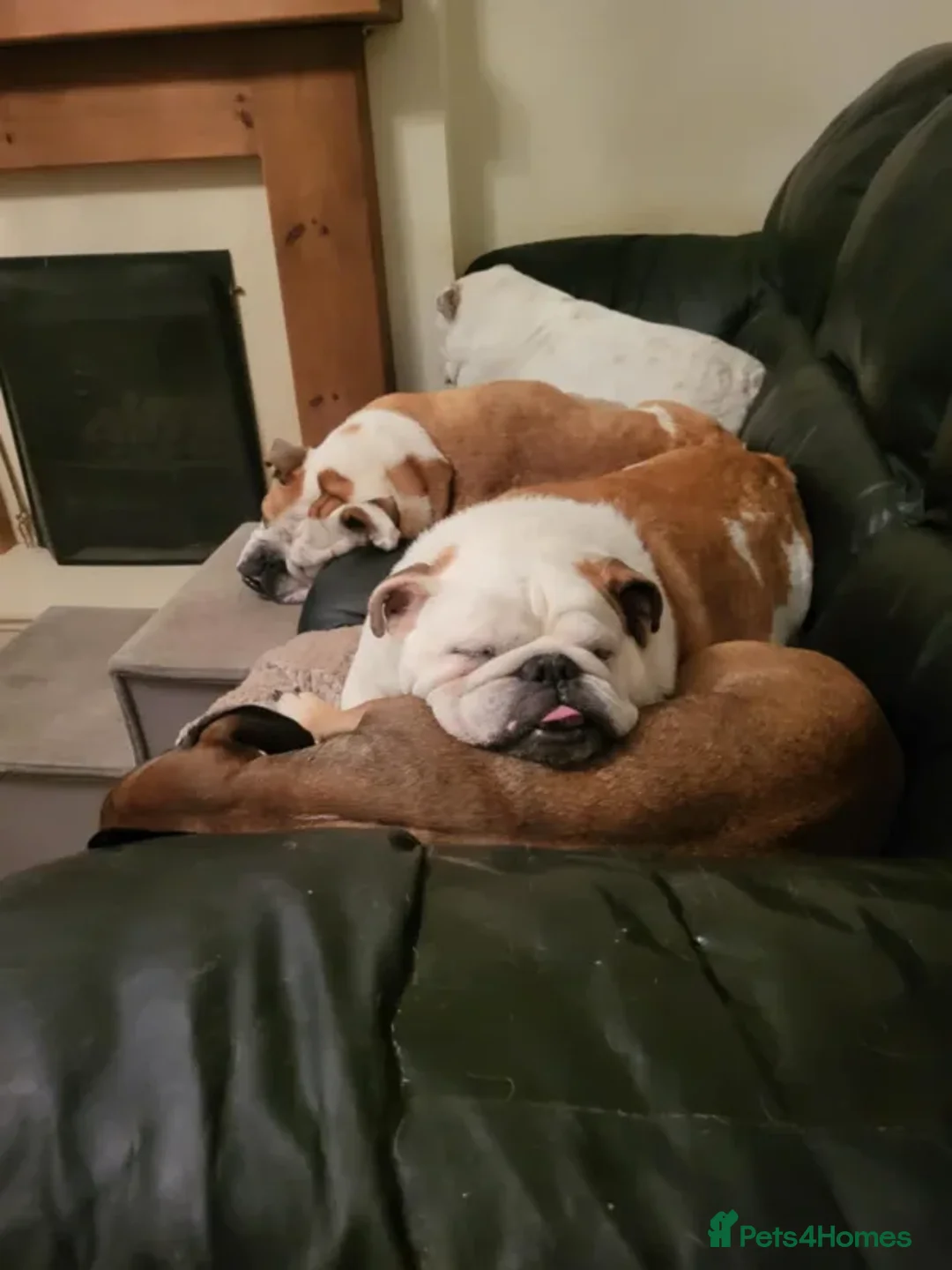 Mixed Breed dogs for adoption: Leena - Advert 6