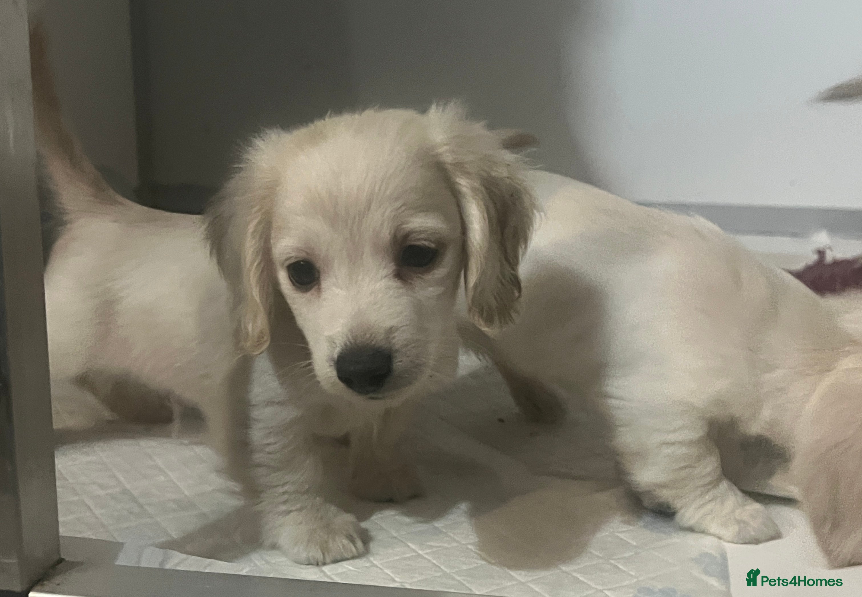Miniature Dachshund dogs Very pale cream puppies available - Advert 1