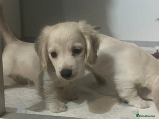 Miniature Dachshund dogs Very pale cream puppies available - Advert 16