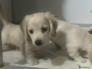 Miniature Dachshund dogs Very pale cream puppies available - Advert 9