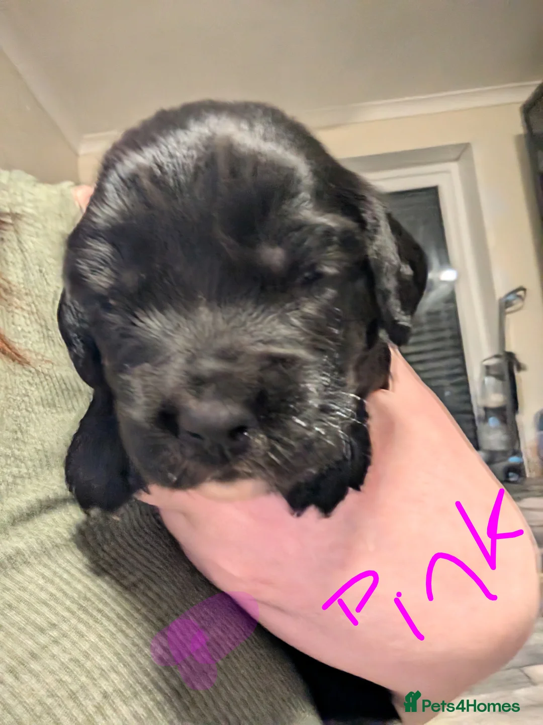 Sprocker dogs for sale: Sprocker spaniel - Advert 5