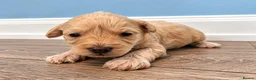 Toy Poodle dogs for sale: Beautiful Toy Poodle Puppies  - Advert 3