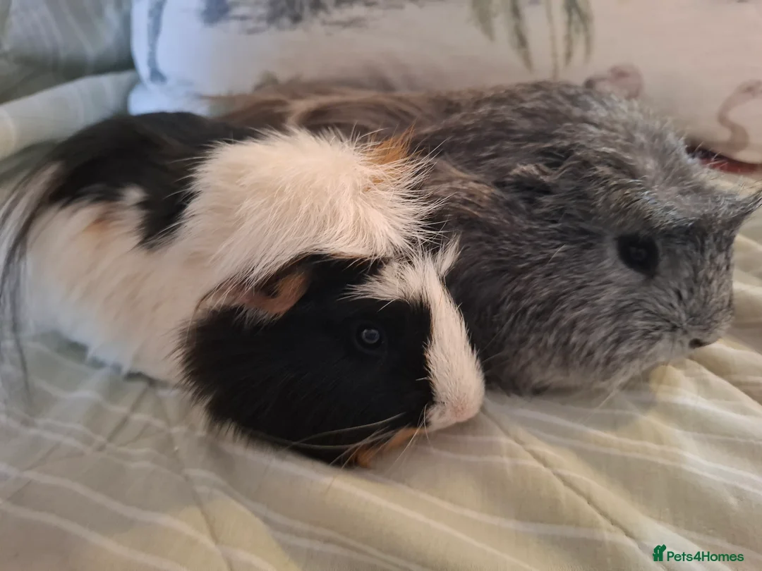 Guinea Pig rodents for sale:  Two Bonded Young Male Guinea-pigs Price for Pair - Advert 1