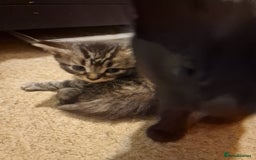 Mixed Breed cats for sale: Kittens looking for there forever homes  - Image 6