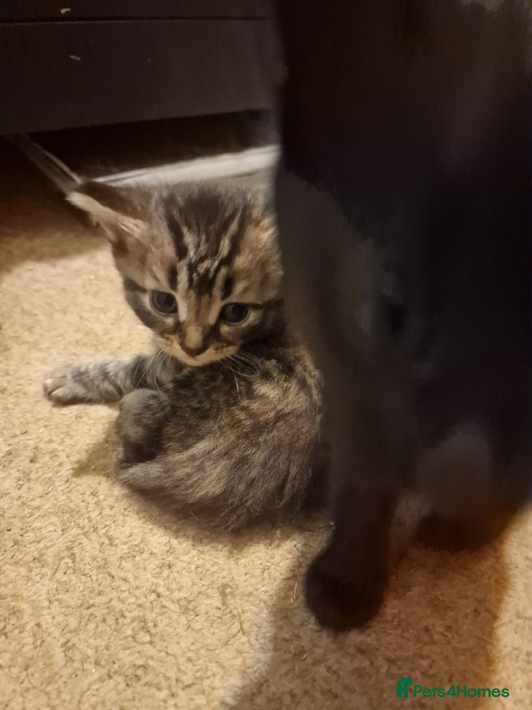 Mixed Breed cats for sale: Kittens looking for there forever homes  - Image 6