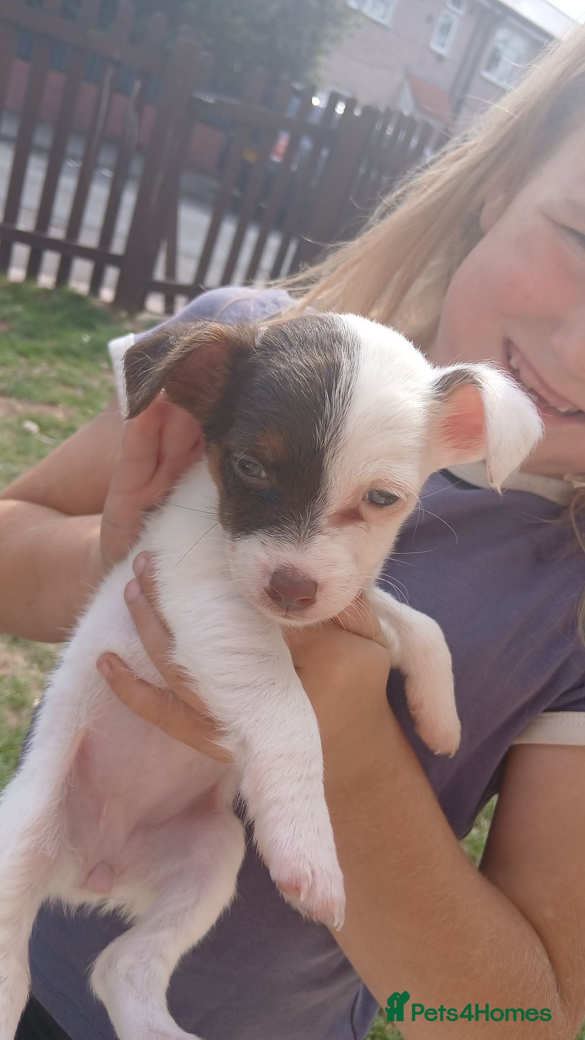 Jack Russell dogs Jack russell female puppy - Advert 1