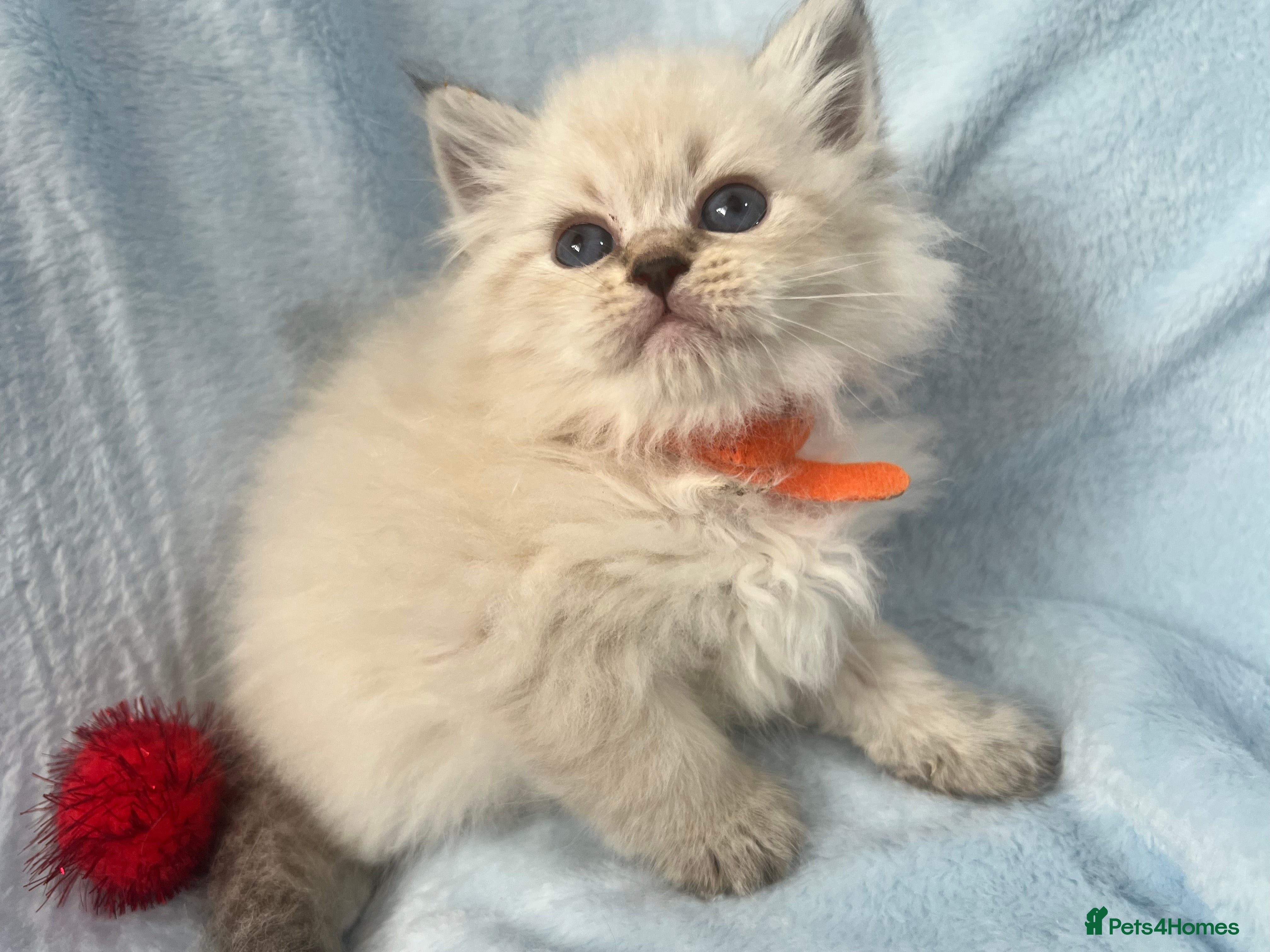 Siberian cats 💎💎GCCF Siberian Neva Masquerade Kittens💎💎 - Advert 3