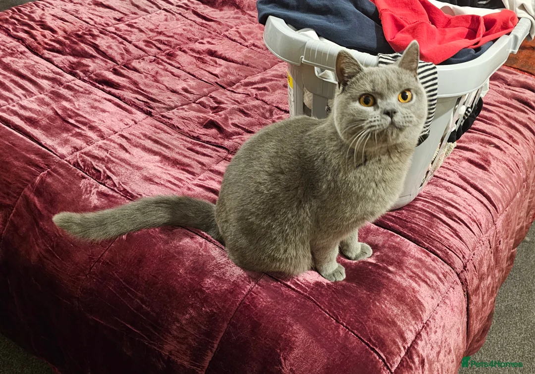 British Shorthair cats for sale: Grey British shorthair Female - Advert 6