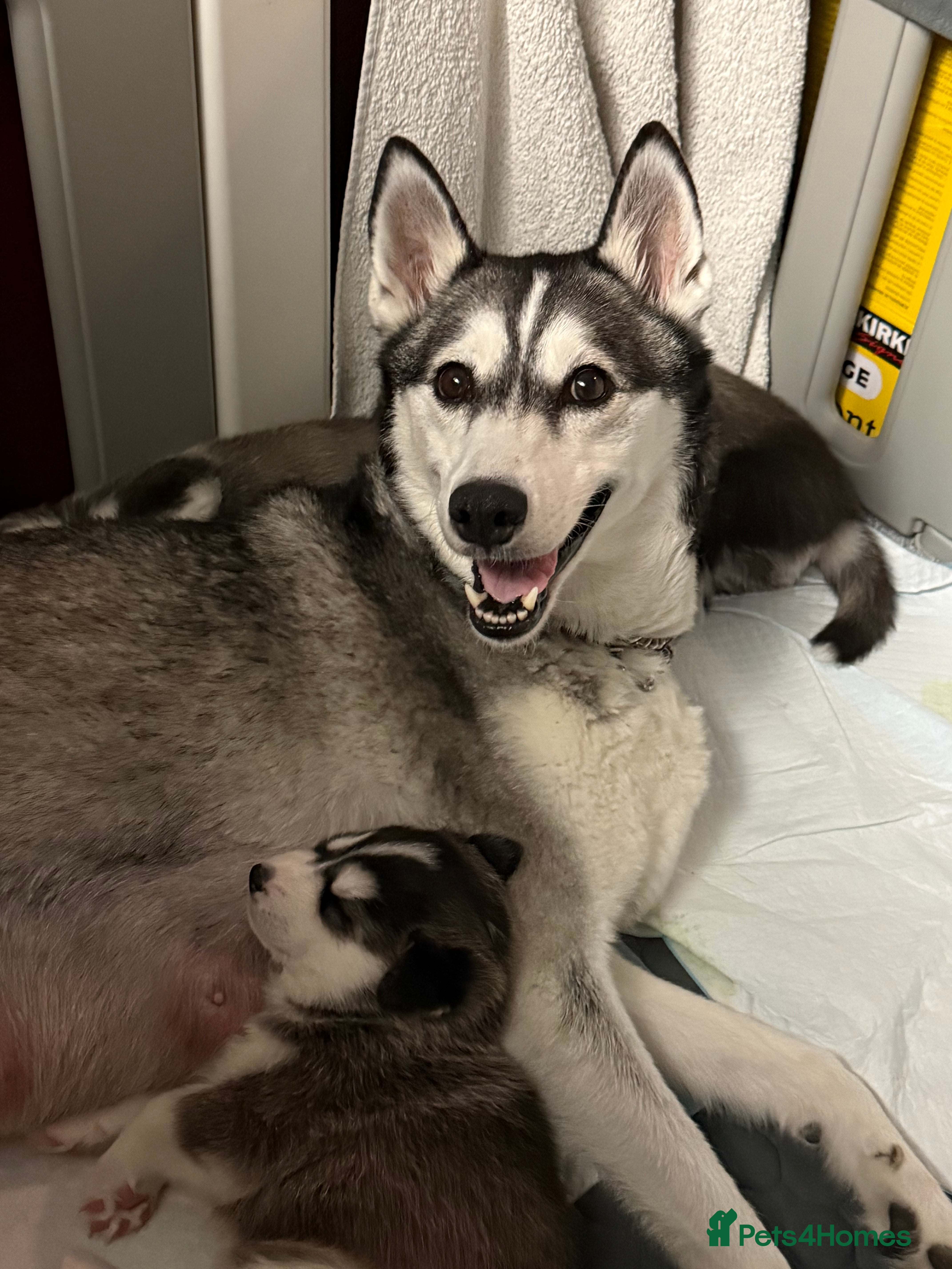 Siberian Husky dogs Gorgeous, Healthy & Fully Insured Siberian puppies - Advert 6