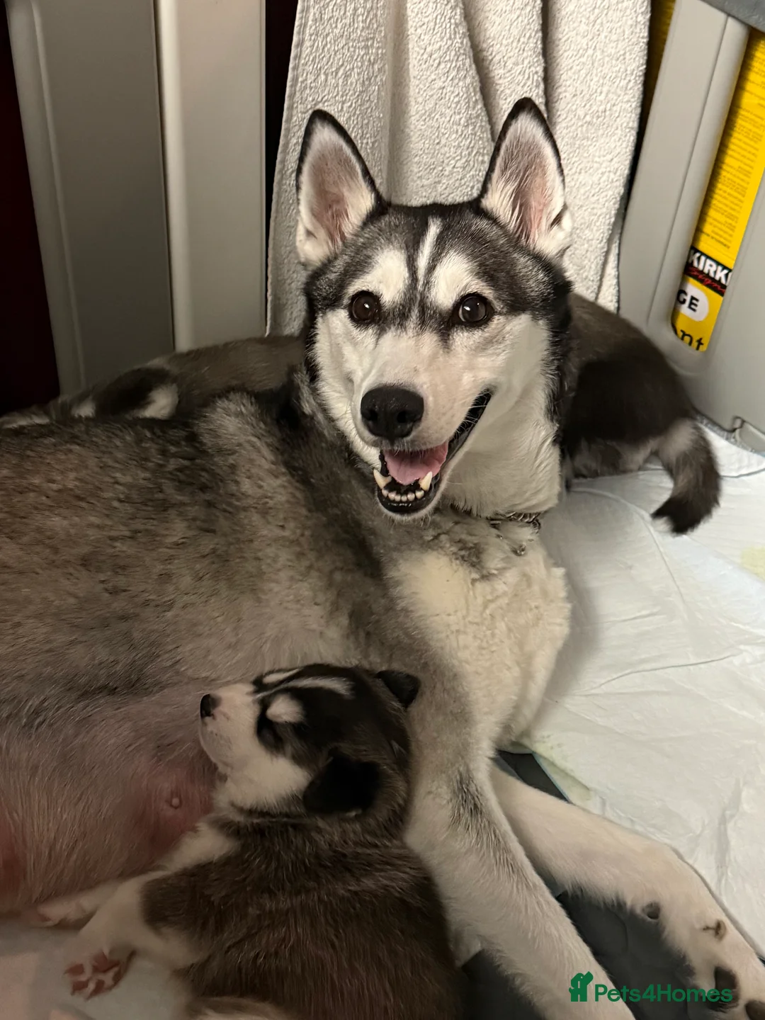 Siberian Husky dogs for sale: Gorgeous, Healthy & Fully Insured Siberian puppies in Stanmore - Advert 9