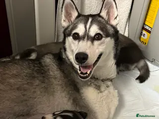 Siberian Husky dogs Gorgeous, Healthy & Fully Insured Siberian puppies - Advert 6