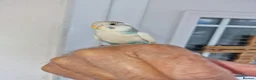 Budgerigars birds for sale: Super silly hand tamed baby budgies  - Advert 25