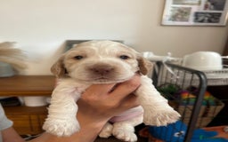 Cocker Spaniel dogs for sale: Beautiful Show Cocker Spaniels - Image 12
