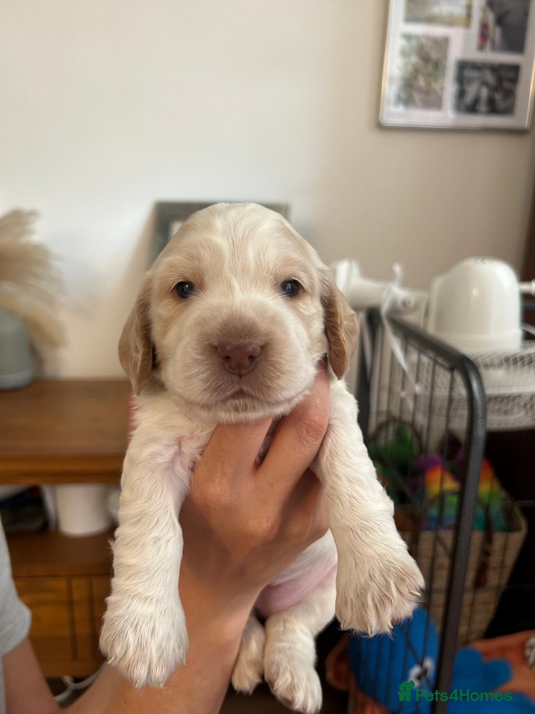 Cocker Spaniel dogs for sale: Beautiful Show Cocker Spaniels - Image 12