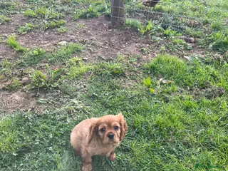 Cavalier King Charles Spaniel dogs *READY NOW!* KC Reg Health tested cavalier puppies - Advert 19
