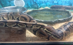 Python Snake reptiles for sale: 6 Year Old Royal Python Female  - Image 5