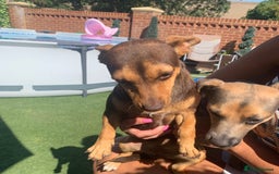 Jack Russell dogs for sale: 1 year old girl jack Russle  - Image 1