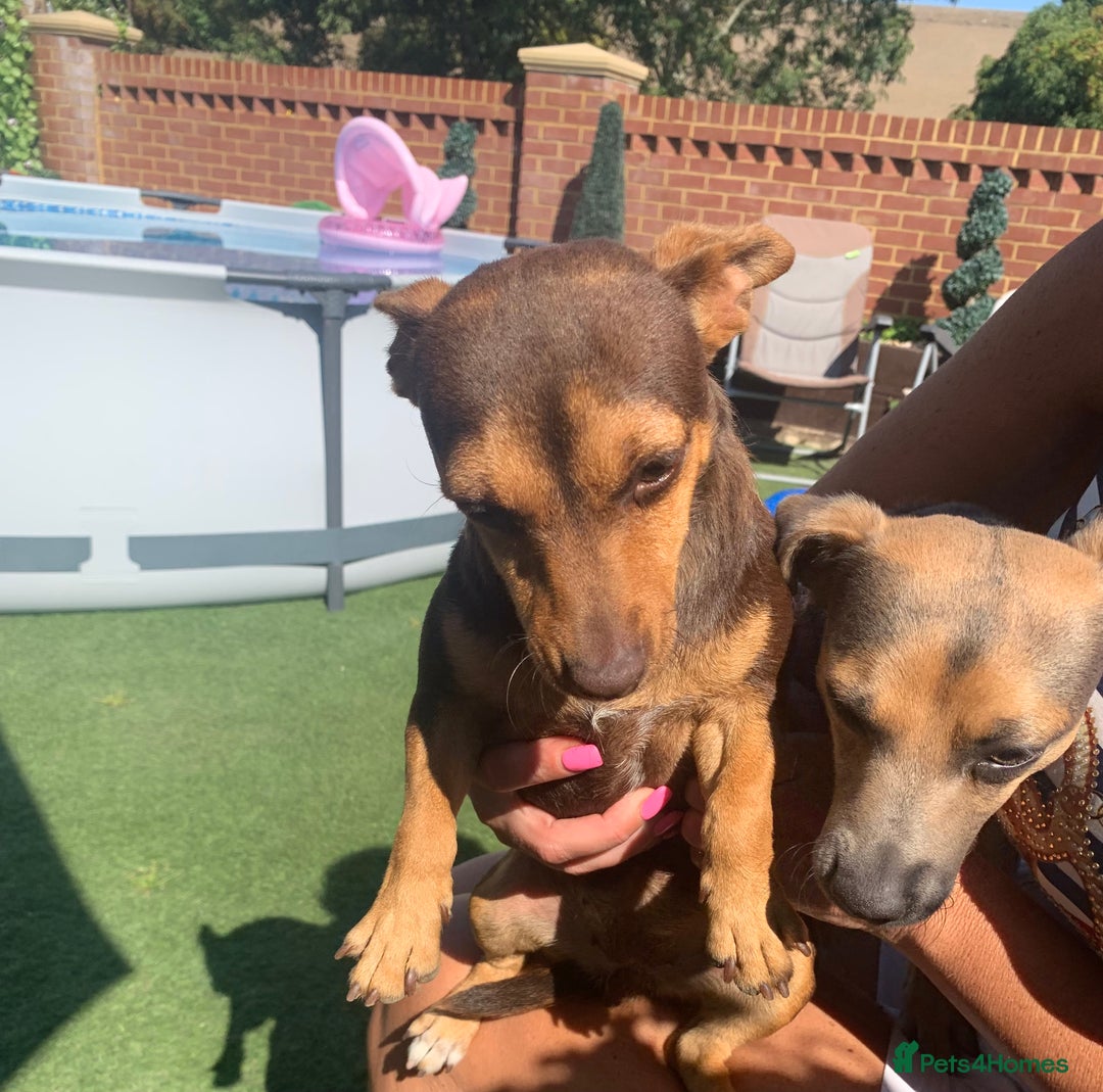 Jack Russell dogs for sale: 1 year old girl jack Russle  - Image 1