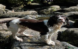 English Springer Spaniel dogs for stud: Springer spaniel stud  - Advert 9