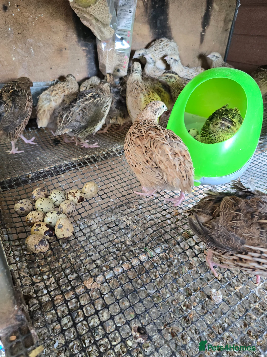 Quail poultry for sale: Quails and quails eggs  - Advert 1