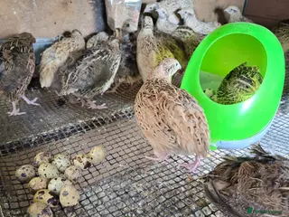 Quail poultry Quails and quails eggs - Advert 1