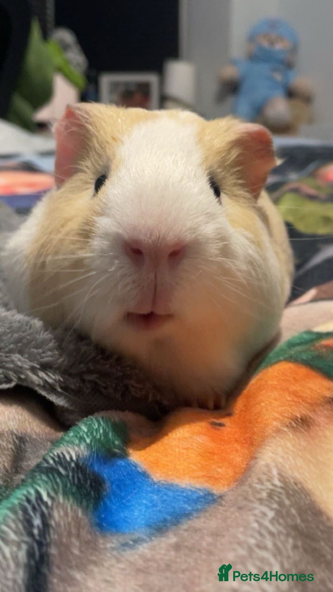 Guinea Pig rodents for sale: Male Guinea pig  - Advert 1