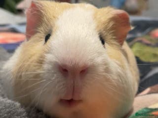 Guinea Pig rodents Male Guinea pig - Advert 13